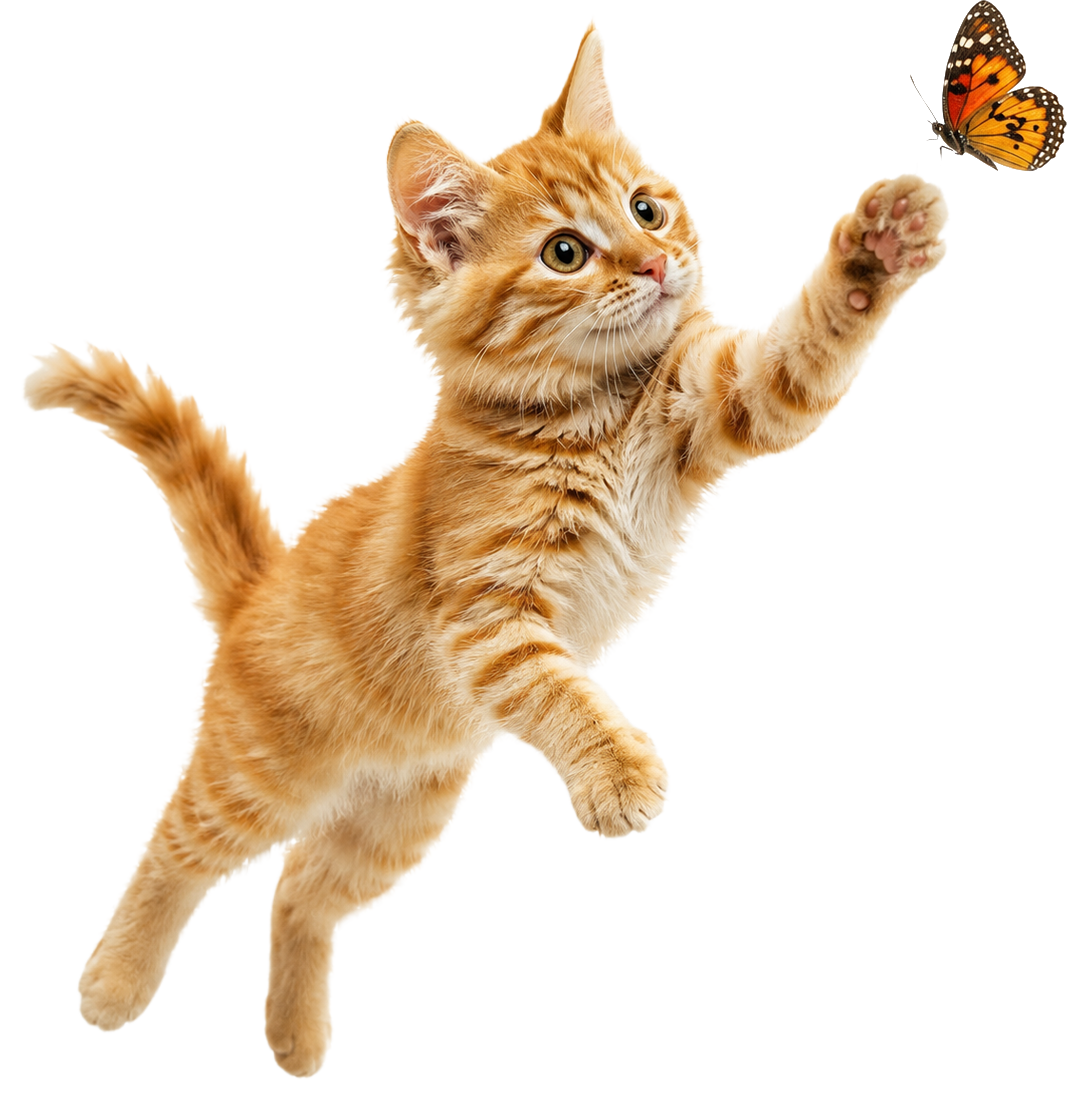 cat3